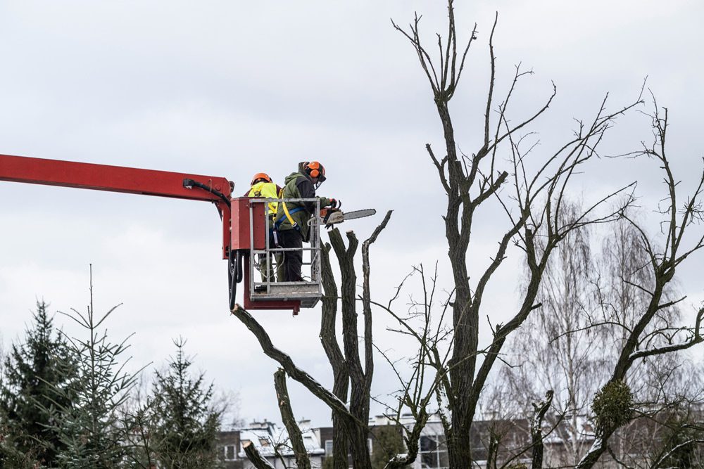 baum wird mit teleskopbuehne ausgeastet