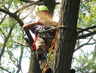 baumkletterer faellt baum mit motorsaege hoch oben